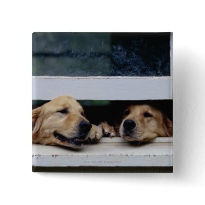 Best Dog Catalogs