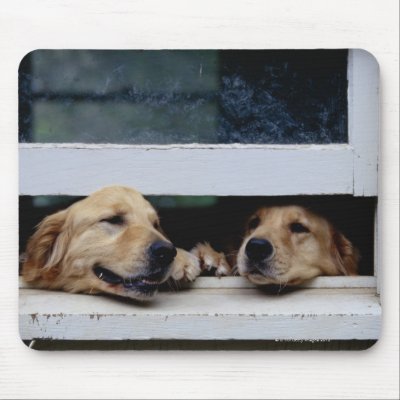 Best Dog Catalogs