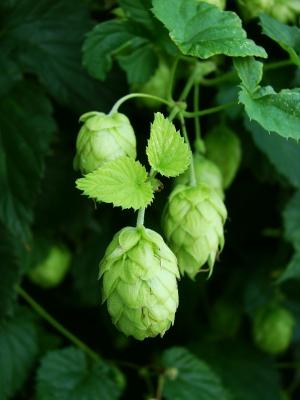 Bitter Ale Difference