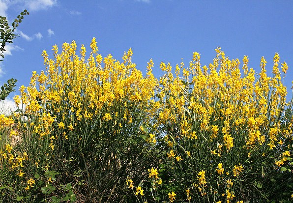 Broom Honey Myrtle