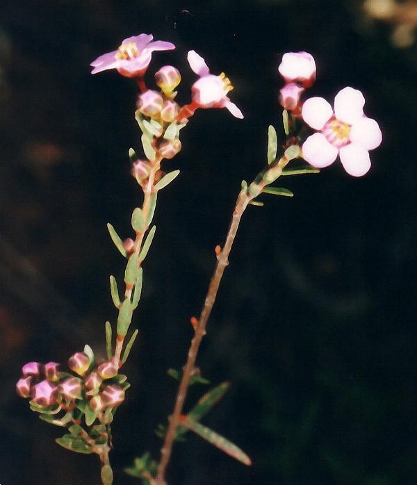Broom Honey Myrtle