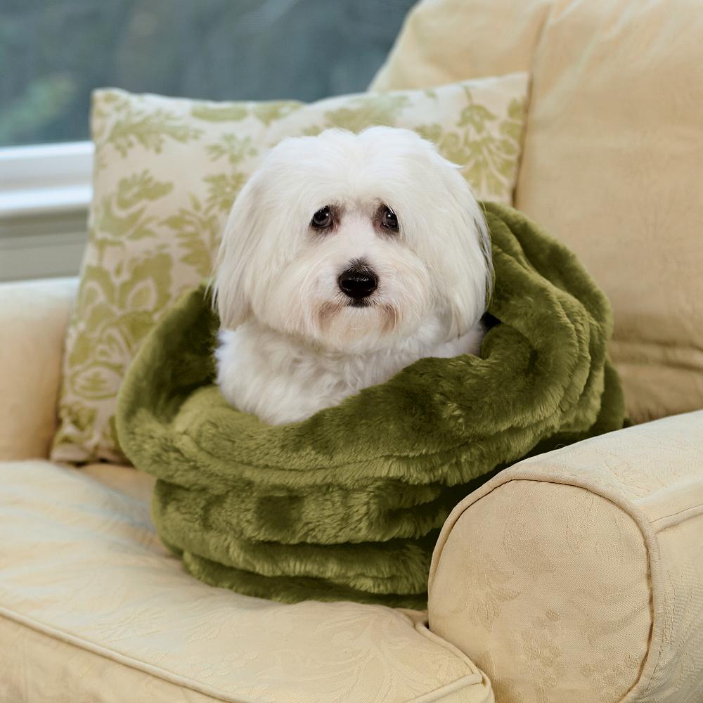 Dog Catalog