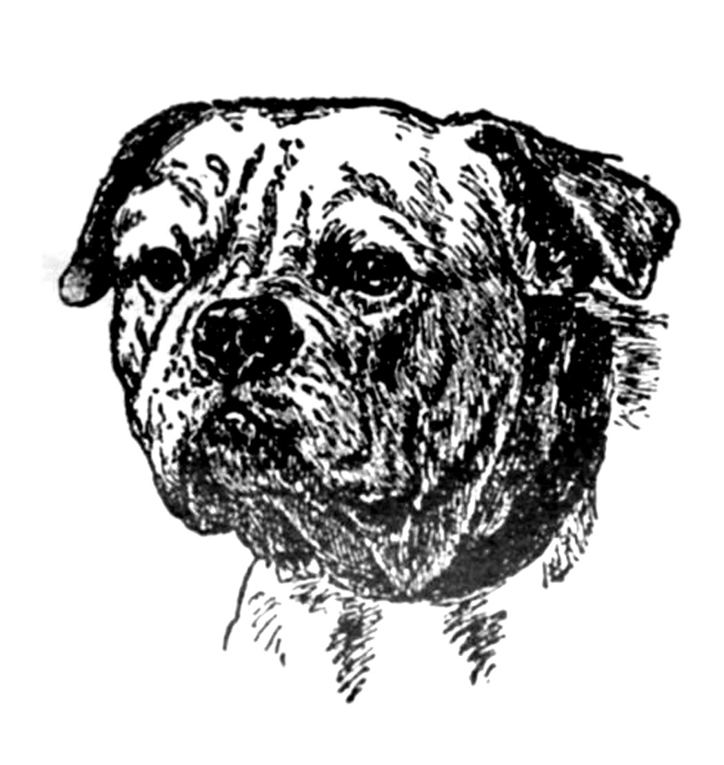 Dog Catalog Request