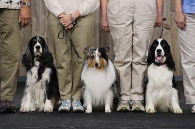 Dog Catalogs