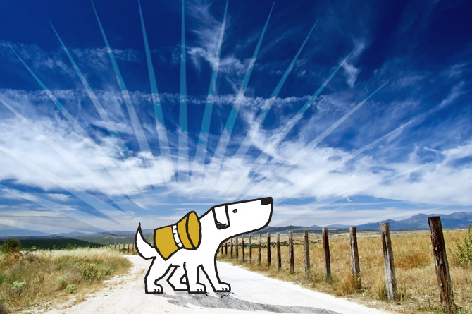 Dog Catalogues