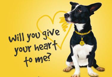 Dog Catalogues Uk