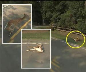 Google Maps Street View Car Camera