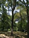 Preston Hollow, Luxury Residential